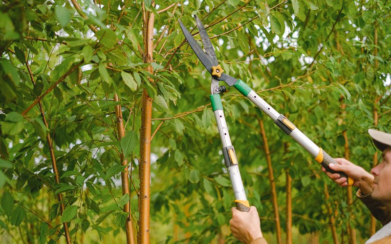 Tree trimming in West Burlington, IA